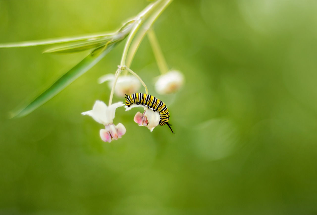 The Role of Green Infrastructure in Urban Sustainability